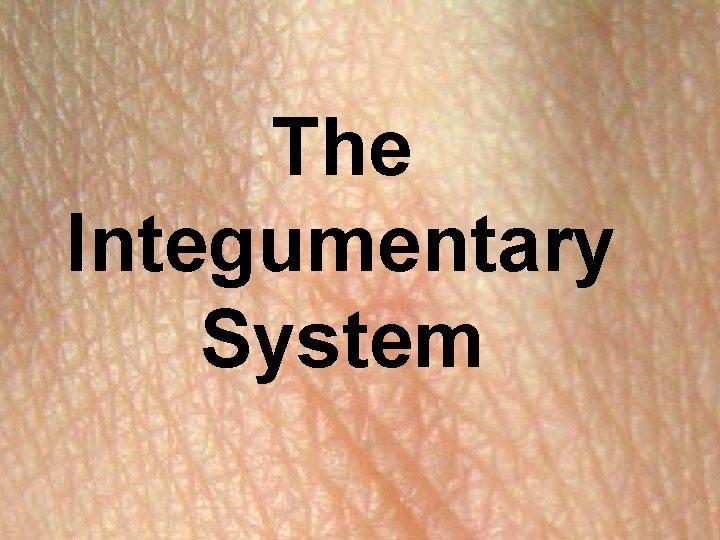 The Integumentary System 