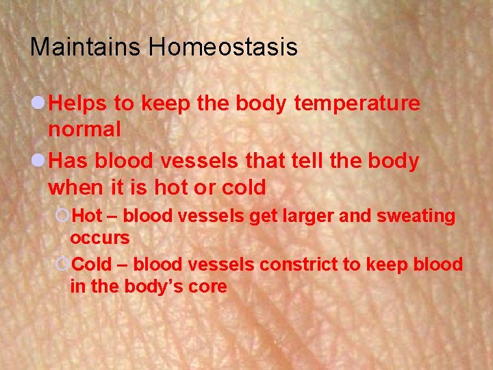 Maintains Homeostasis l Helps to keep the body temperature normal l Has blood vessels Maintains Homeostasis l Helps to keep the body temperature normal l Has blood vessels