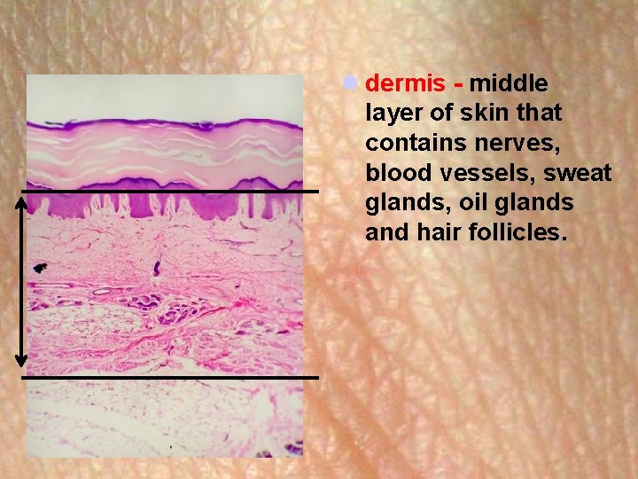 l dermis - middle layer of skin that contains nerves, blood vessels, sweat glands,