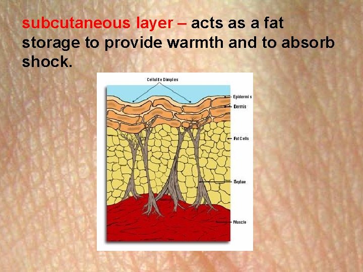 subcutaneous layer – acts as a fat storage to provide warmth and to absorb