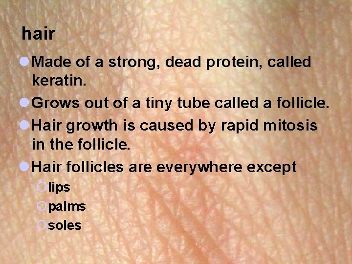 hair l Made of a strong, dead protein, called keratin. l Grows out of hair l Made of a strong, dead protein, called keratin. l Grows out of