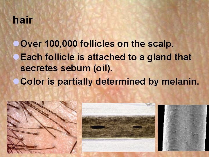 hair l Over 100, 000 follicles on the scalp. l Each follicle is attached