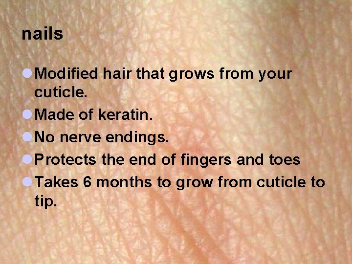 nails l Modified hair that grows from your cuticle. l Made of keratin. l nails l Modified hair that grows from your cuticle. l Made of keratin. l