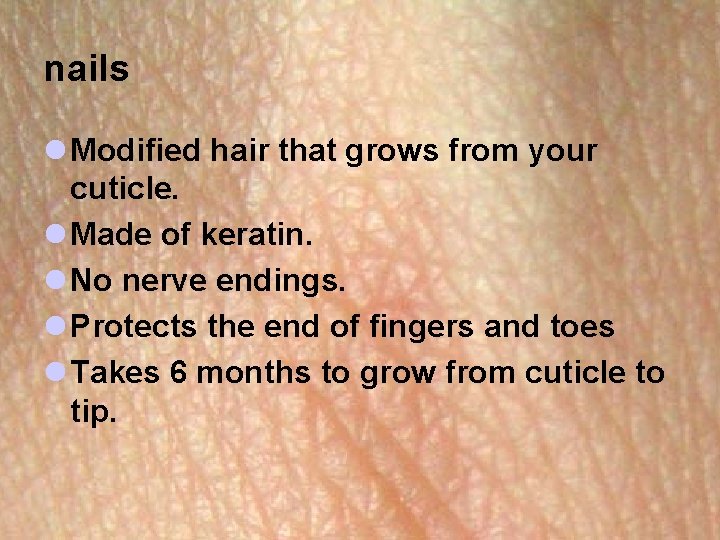 nails l Modified hair that grows from your cuticle. l Made of keratin. l