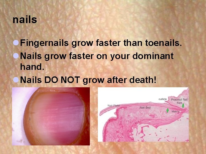 nails l Fingernails grow faster than toenails. l Nails grow faster on your dominant