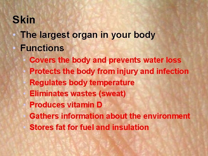 Skin • The largest organ in your body • Functions • • Covers the