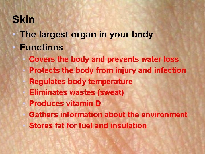 Skin • The largest organ in your body • Functions • • Covers the Skin • The largest organ in your body • Functions • • Covers the