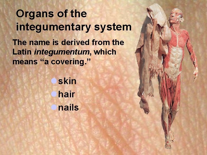 Organs of the integumentary system The name is derived from the Latin integumentum, which Organs of the integumentary system The name is derived from the Latin integumentum, which