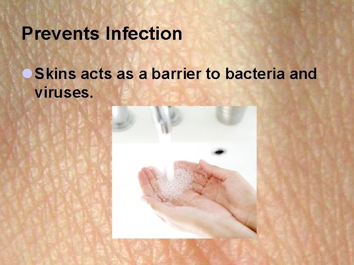 Prevents Infection l Skins acts as a barrier to bacteria and viruses. 