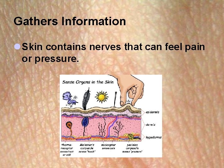 Gathers Information l Skin contains nerves that can feel pain or pressure. Gathers Information l Skin contains nerves that can feel pain or pressure.