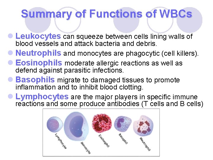 Summary of Functions of WBCs l Leukocytes can squeeze between cells lining walls of