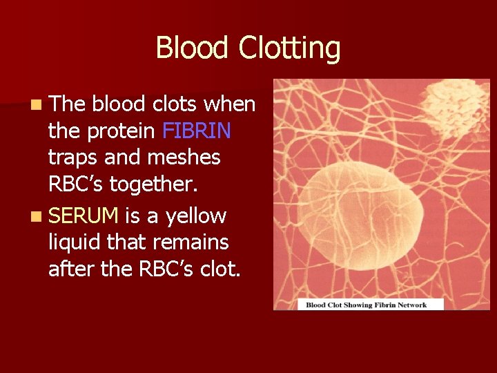 Blood Clotting n The blood clots when the protein FIBRIN traps and meshes RBC’s