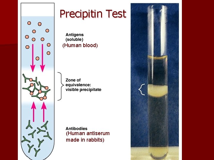 Precipitin Test (Human blood) (Human antiserum made in rabbits) 