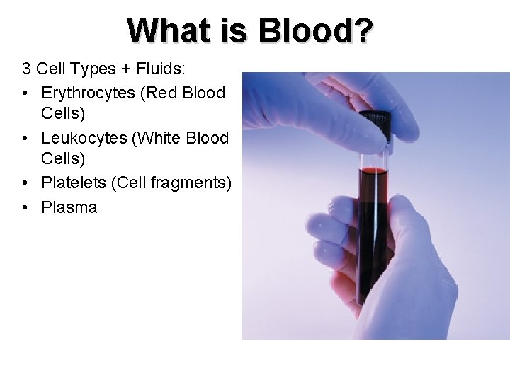 What is Blood? 3 Cell Types + Fluids: • Erythrocytes (Red Blood Cells) •