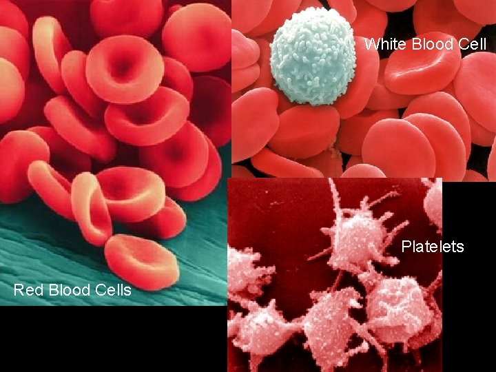 White Blood Cell Platelets Red Blood Cells 