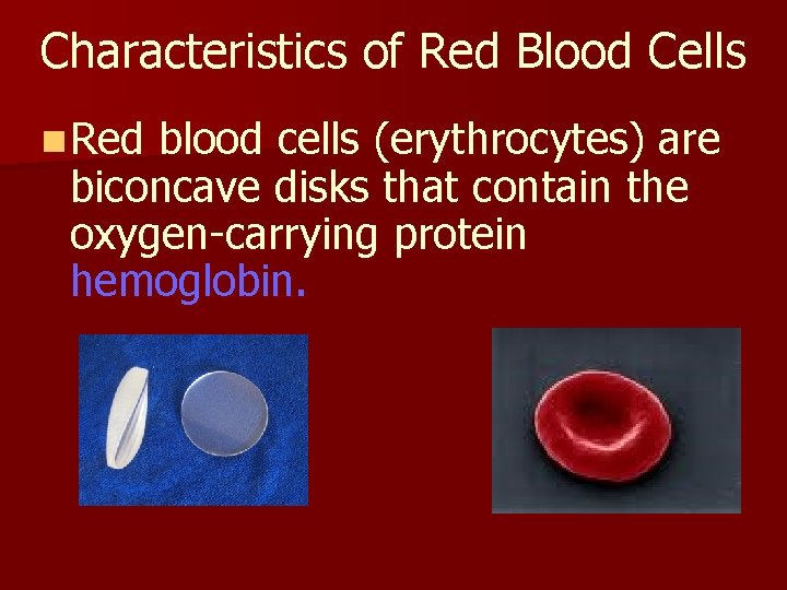 Characteristics of Red Blood Cells n Red blood cells (erythrocytes) are biconcave disks that