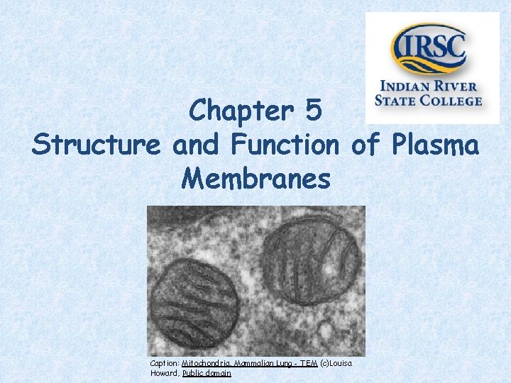 Chapter 5 Structure and Function of Plasma Membranes Caption: Mitochondria, Mammalian Lung - TEM