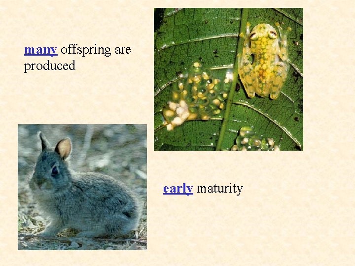 many offspring are produced early maturity 