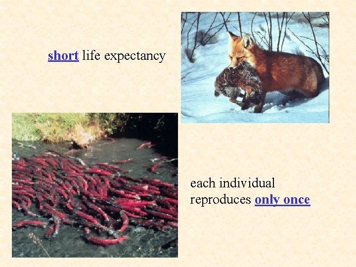 short life expectancy each individual reproduces only once 