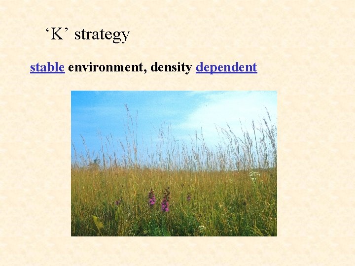 ‘K’ strategy stable environment, density dependent 