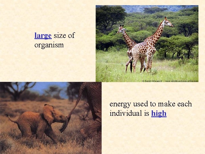 large size of organism energy used to make each individual is high 