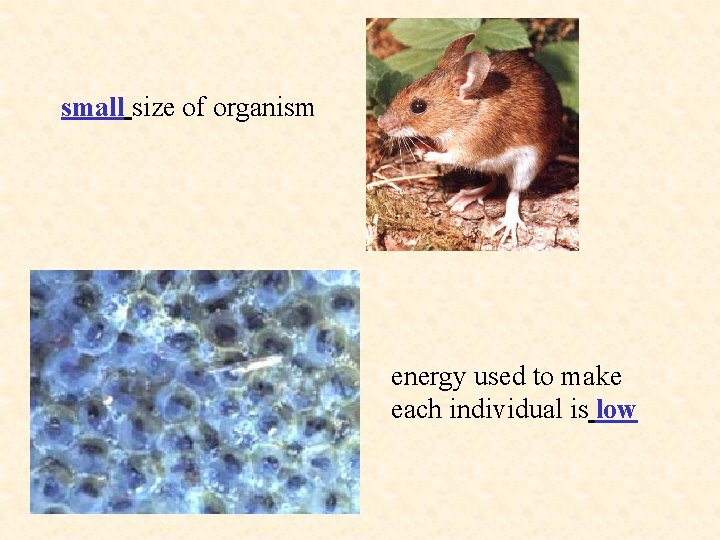 small size of organism energy used to make each individual is low 