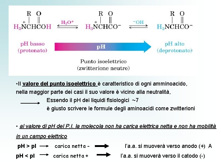  • Il valore del punto isoelettrico è caratteristico di ogni amminoacido, nella maggior