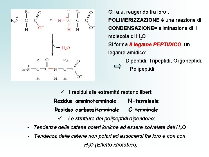 Gli a. a. reagendo fra loro : POLIMERIZZAZIONE è una reazione di CONDENSAZIONE= eliminazione