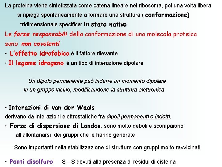 La proteina viene sintetizzata come catena lineare nel ribosoma, poi una volta libera si