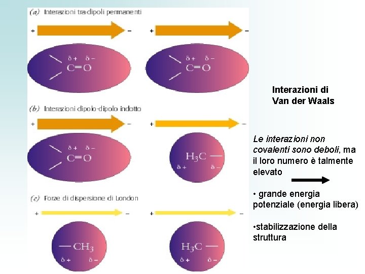 Interazioni di Van der Waals Le interazioni non covalenti sono deboli, ma il loro