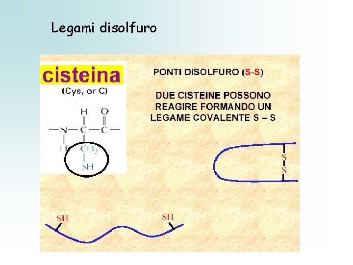 Legami disolfuro 