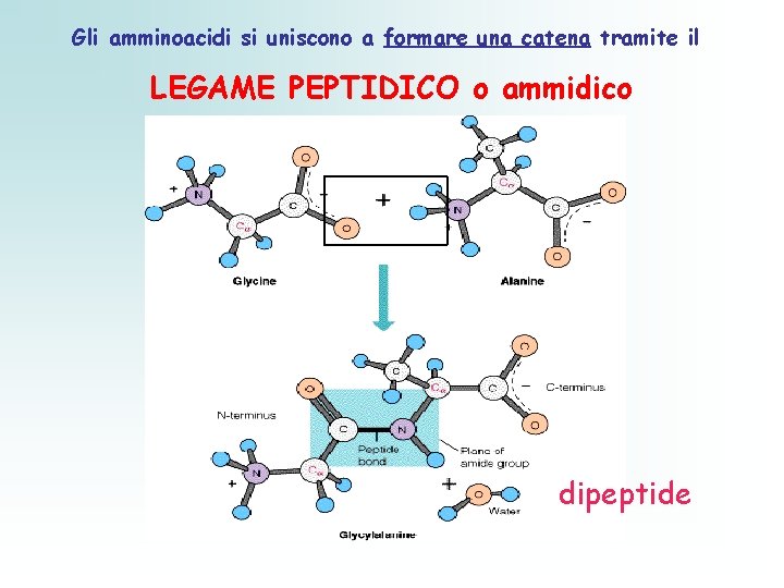 Gli amminoacidi si uniscono a formare una catena tramite il LEGAME PEPTIDICO o ammidico