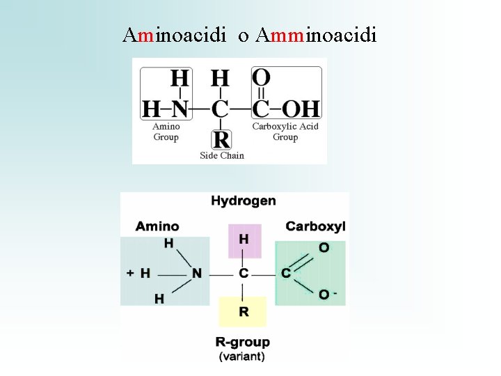 Aminoacidi o Amminoacidi 