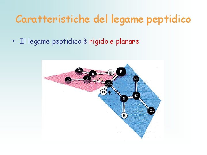 Caratteristiche del legame peptidico • Il legame peptidico è rigido e planare 
