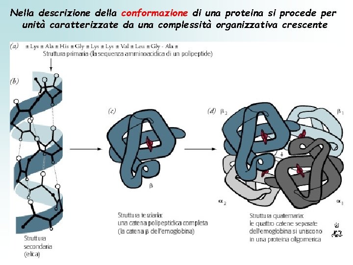 Nella descrizione della conformazione di una proteina si procede per unità caratterizzate da una