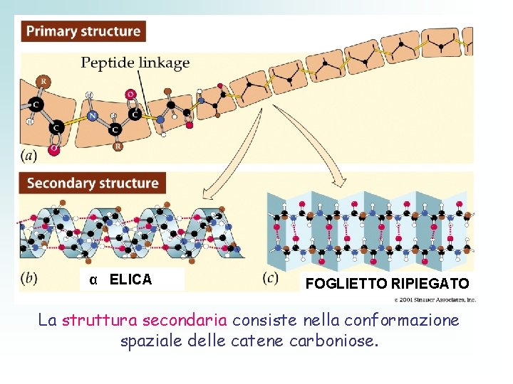 α ELICA FOGLIETTO RIPIEGATO La struttura secondaria consiste nella conformazione spaziale delle catene carboniose.