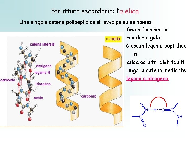 Struttura secondaria: l’ elica Una singola catena polipeptidica si avvolge su se stessa fino