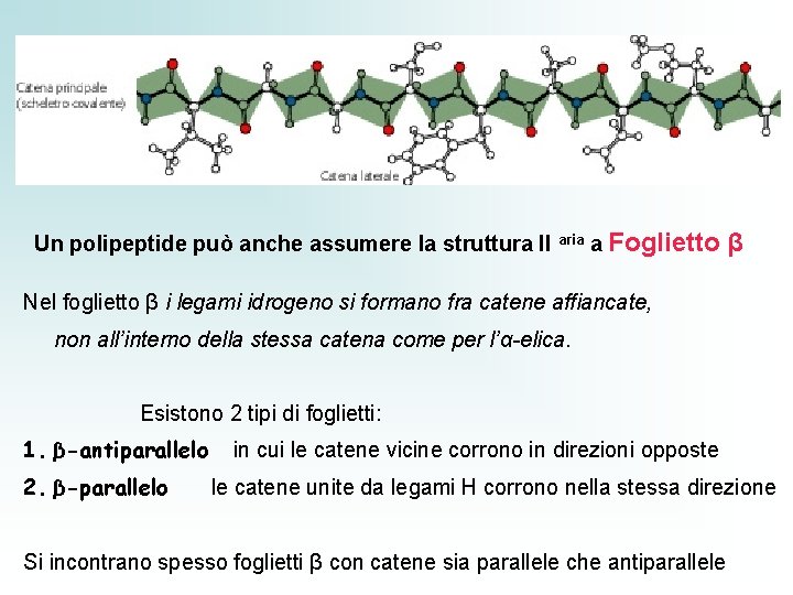Un polipeptide può anche assumere la struttura II aria a Foglietto β Nel foglietto