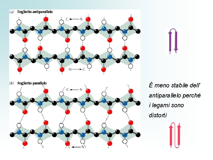 È meno stabile dell’ antiparallelo perché i legami sono distorti 