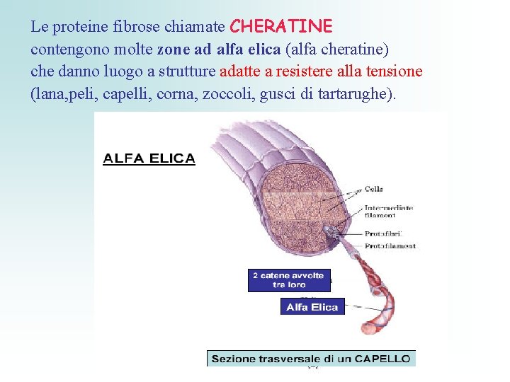 Le proteine fibrose chiamate CHERATINE contengono molte zone ad alfa elica (alfa cheratine) che