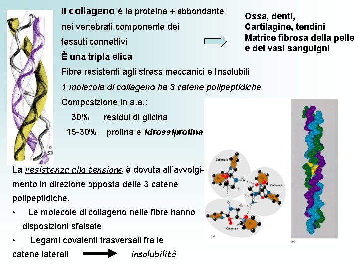 Il collageno è la proteina + abbondante nei vertebrati componente dei tessuti connettivi È