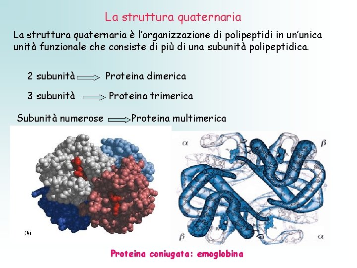 La struttura quaternaria è l’organizzazione di polipeptidi in un’unica unità funzionale che consiste di