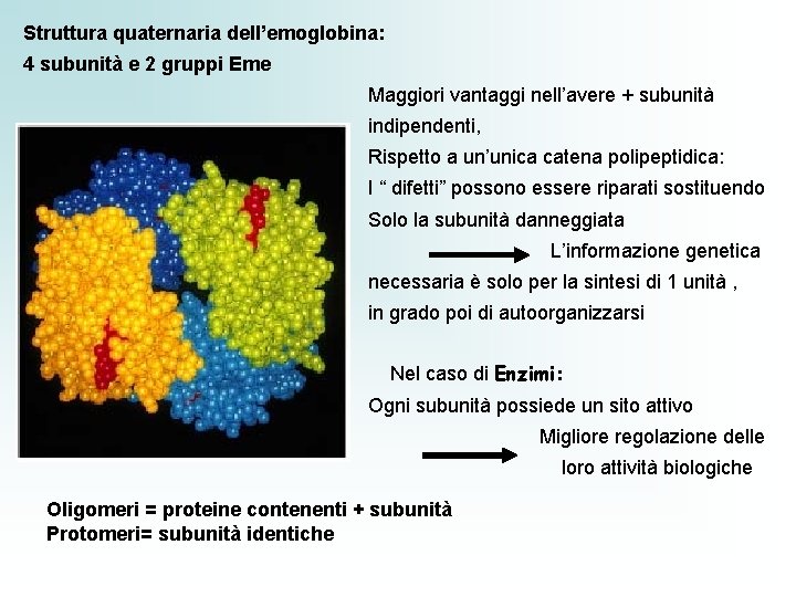 Struttura quaternaria dell’emoglobina: 4 subunità e 2 gruppi Eme Maggiori vantaggi nell’avere + subunità