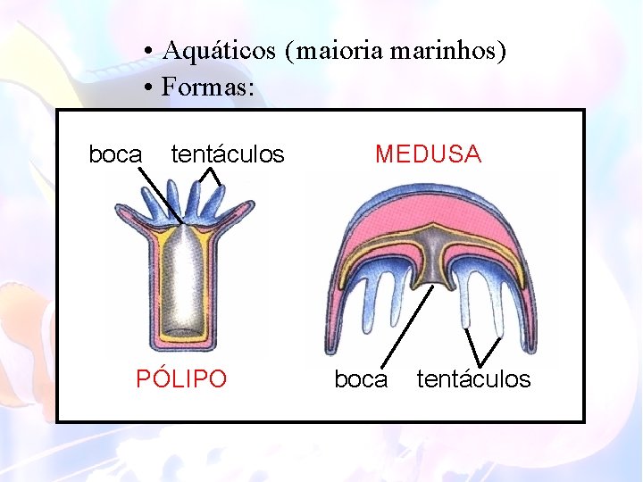  • Aquáticos (maioria marinhos) • Formas: boca tentáculos PÓLIPO MEDUSA boca tentáculos 