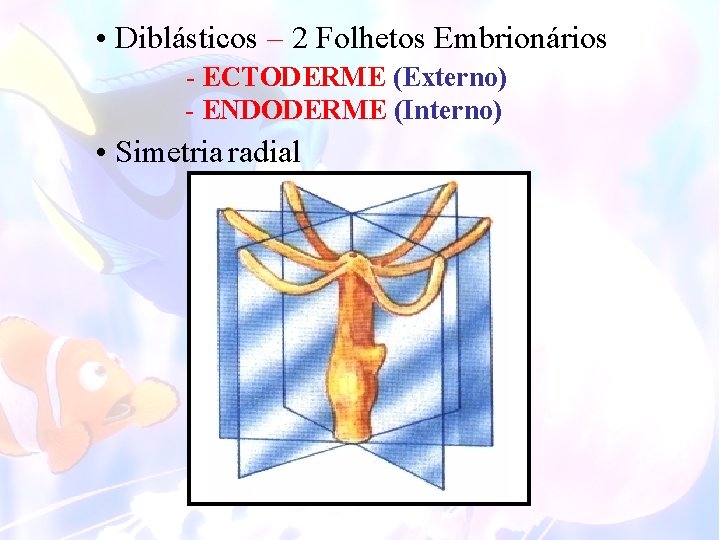  • Diblásticos – 2 Folhetos Embrionários - ECTODERME (Externo) - ENDODERME (Interno) •