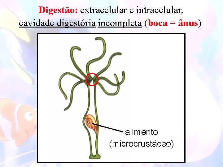 Digestão: extracelular e intracelular, cavidade digestória incompleta (boca = ânus) alimento (microcrustáceo) 