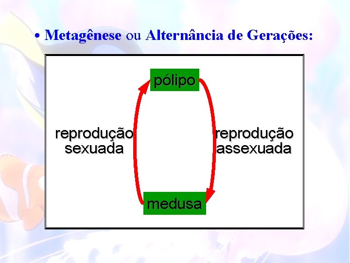  • Metagênese ou Alternância de Gerações: pólipo reprodução sexuada reprodução assexuada medusa 