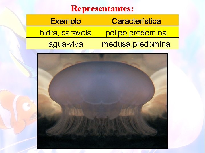 Representantes: Exemplo hidra, caravela água-viva Característica pólipo predomina medusa predomina 