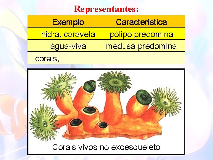 Representantes: Exemplo hidra, caravela água-viva corais, Característica pólipo predomina medusa predomina Corais vivos no