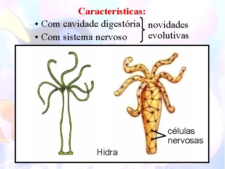 Características: • Com cavidade digestória novidades evolutivas • Com sistema nervoso Hidra células nervosas